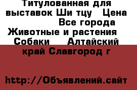 Титулованная для выставок Ши-тцу › Цена ­ 100 000 - Все города Животные и растения » Собаки   . Алтайский край,Славгород г.